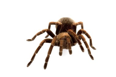 Haiti kahverengi tarantula