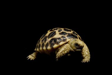 leopar kaplumbağa