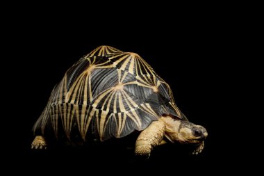 radyasyonlu kaplumbağa