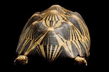 radyasyonlu kaplumbağa