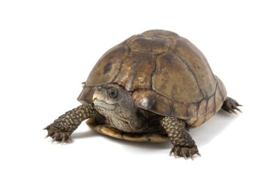 kumlu sahilde beyaz tahta