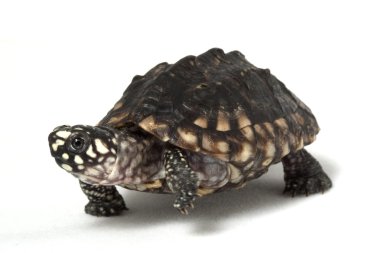 Hint benekli kaplumbağa