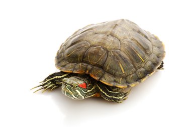 Kırmızı kulaklı kaymak