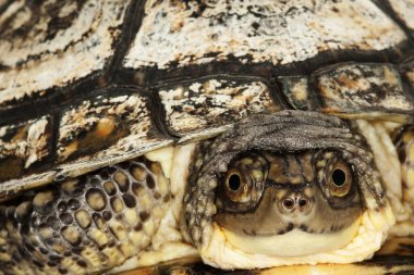 Blanding'ın kaplumbağa
