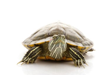 Kırmızı kulaklı kaymak