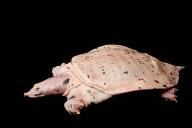 Albino florida kaplumbağası