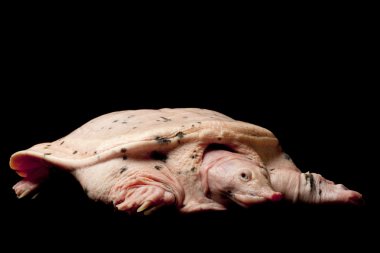 Albino florida kaplumbağası