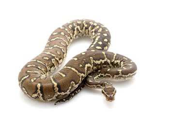 angolan pitonu