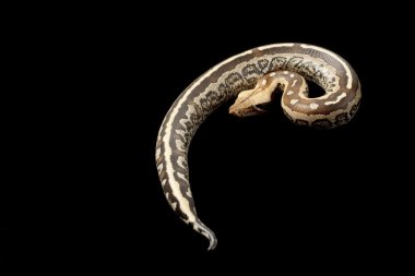 Borneo kısa kuyruklu kan python