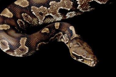 Borneo siyah kan top ve python python hibrid
