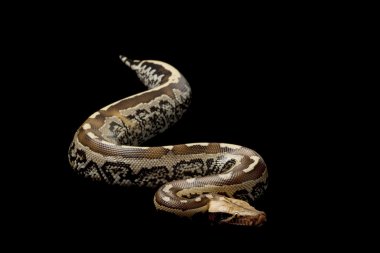 Borneo kısa kuyruklu kan python