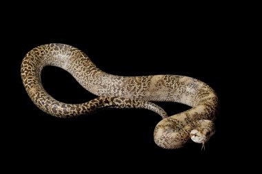 Granit Birmanya python