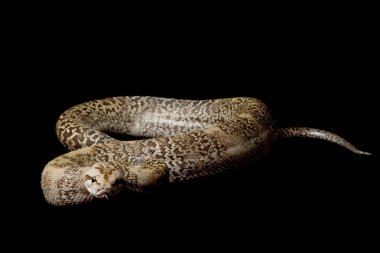 Granit Birmanya python