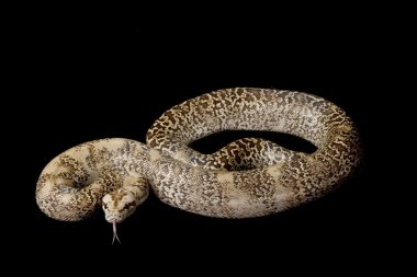 Granit Birmanya python