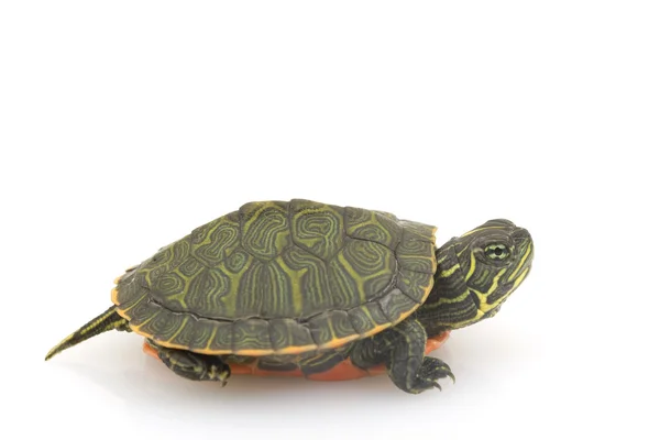 Kuzey kırmızı karınlı kaplumbağa — Stok fotoğraf