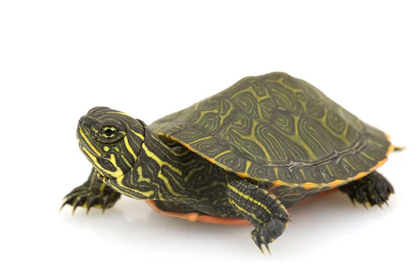 Краснобрюхая черепаха — стоковое фото