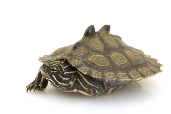 Southern Black-Knob Map Turtle — Stock Photo, Image