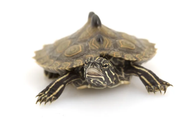 Southern Black-Knob Map Turtle — Stock Photo, Image