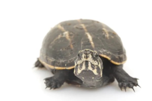 Трёхполосая грязная черепаха — стоковое фото