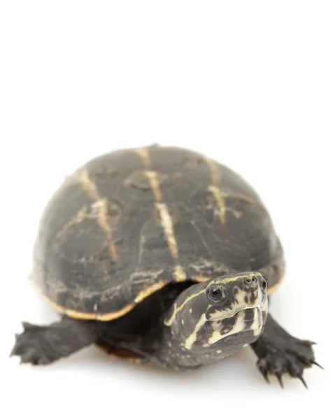 Dreistreifenschildkröte — Stockfoto