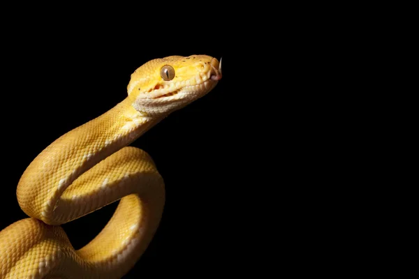 Amazon tree boa — Stock Photo, Image