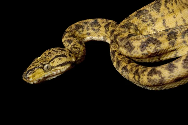 Amazonas-Baumboa — Stockfoto