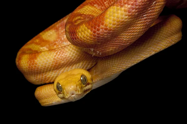 Amazon tree boa — Fotografie, imagine de stoc