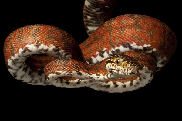 亚马逊树蟒蛇 — 图库照片