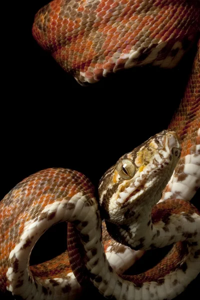 Amazonas-Baumboa — Stockfoto