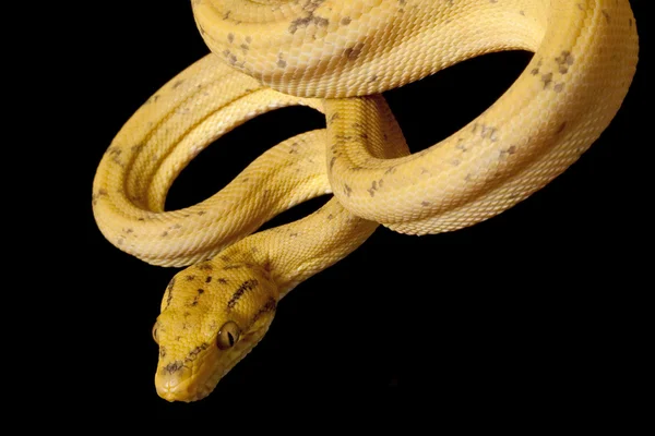 Amazon tree boa — Stock Photo, Image