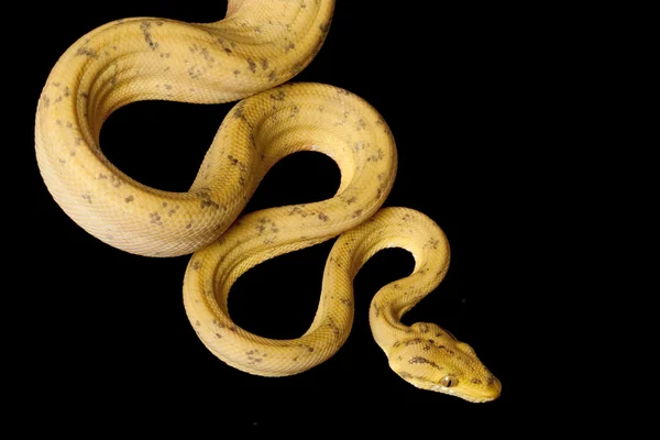 Amazon tree boa — Stock Photo, Image