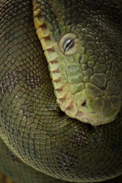 Emerald tree boa — Stock Photo, Image