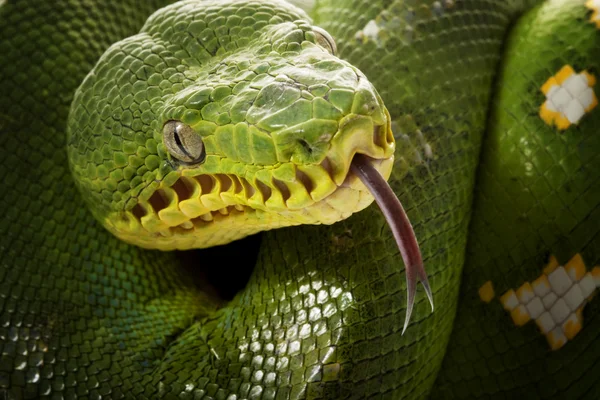 Emerald tree boa — Stock Photo, Image