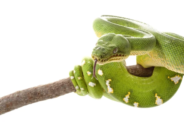 Boa de árbol esmeralda — Foto de Stock