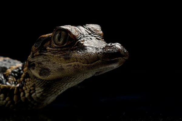 American alligator — Stock Photo, Image