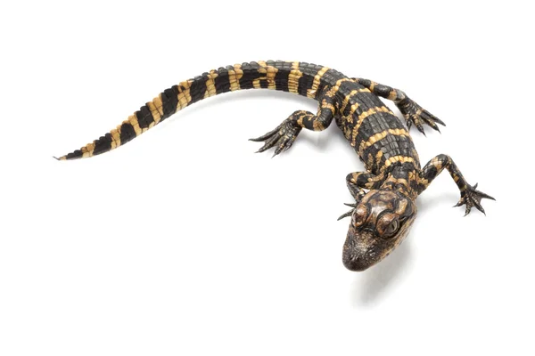American alligator — Stock Photo, Image