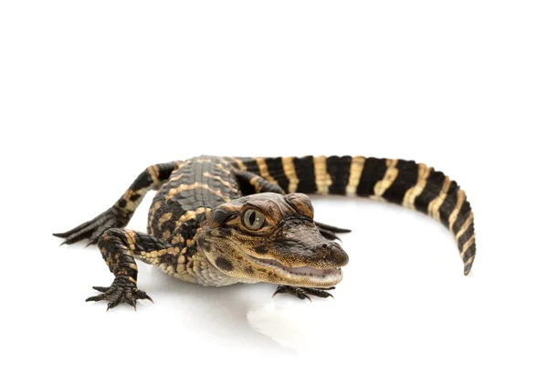 Alligator américain — Photo