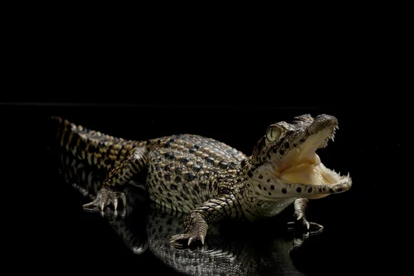 Кубинский крокодил — стоковое фото