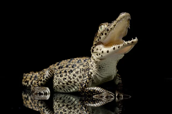 Crocodilo cubano — Fotografia de Stock