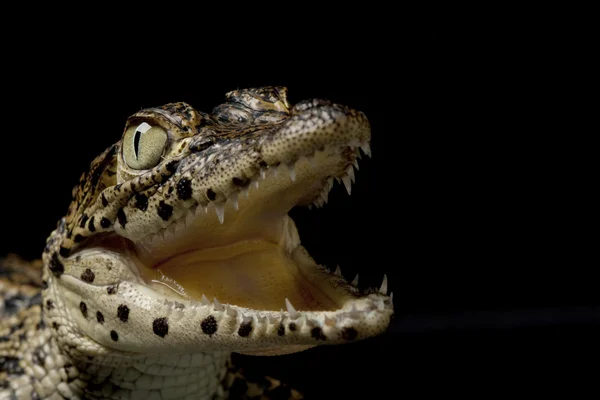 Buaya Kuba — Stok Foto