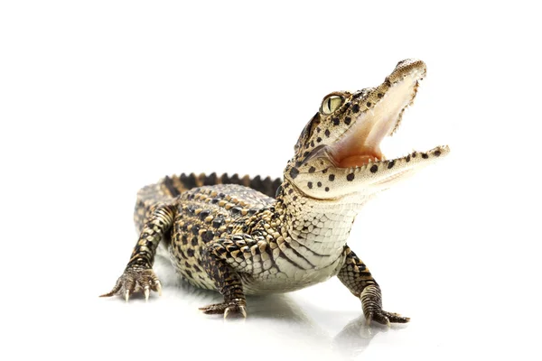 Crocodile cubain — Photo