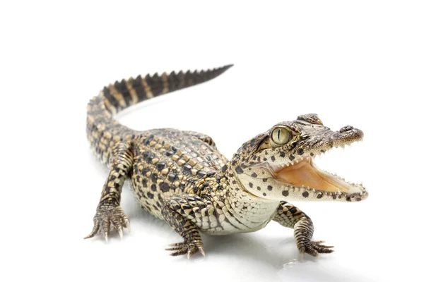 Cuban crocodile — Stock Photo, Image