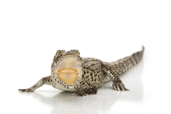 Crocodilo cubano — Fotografia de Stock