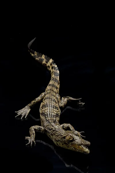 Crocodilo do Nilo — Fotografia de Stock