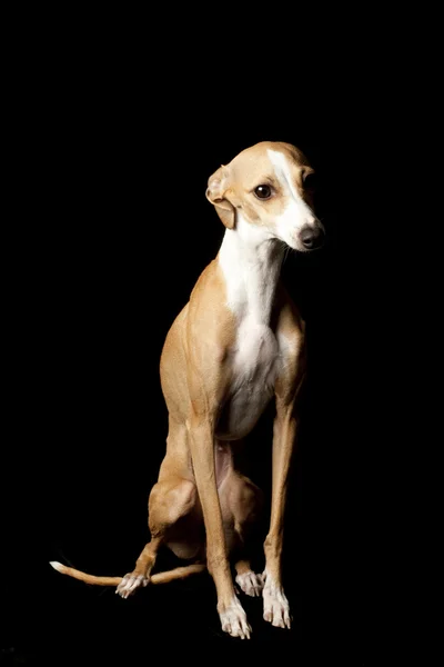 Italian Greyhound — Stock Photo, Image