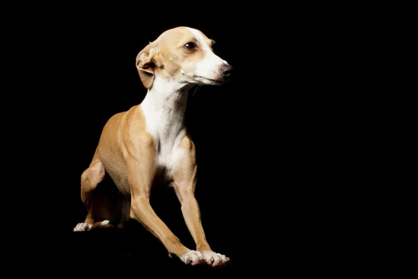Italian Greyhound — Stock Photo, Image