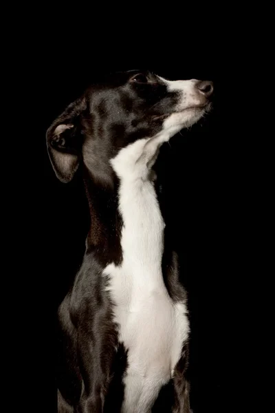 Italian Greyhound — Stock Photo, Image