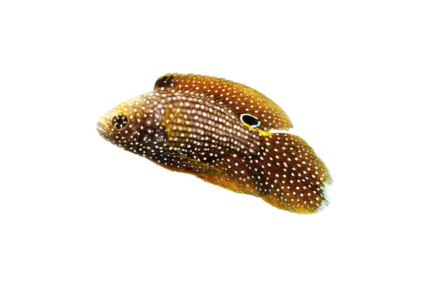 Marine Beta Fish — Stock Photo, Image