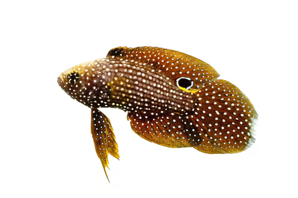 Marine Beta Fish — Stock Photo, Image