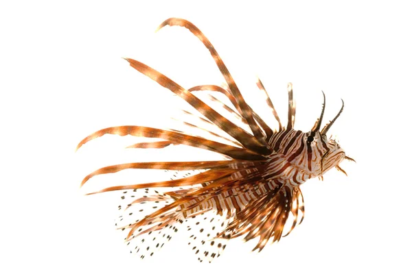 Volitan Lionfish — Stock Photo, Image